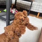 Anne Altından Toy Poodle Bebeklerimiz