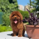 Orjinal Red Toy Poodle Yavrularımız