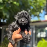 İrk Ve Sağlık Garantili Poodle Yavrular