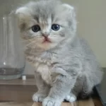 Golden Ve British Longhair