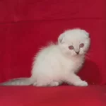 Teslime Hazır Son Yavru Erkek Scottish Fold