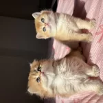 British Shorthair Longhair Bebekler