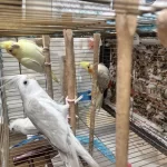 2 Çift Sultan Papağani Ve Albino