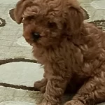 Toy Poodle Köpeği Orjinal
