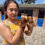 Maltipoo Yavrularımız