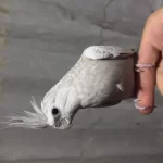 Cinnemon Pearl Dişi Sultan Papağanı