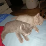 British Shorthair Yavrularıma Kalıcı Yuva Arıyorum