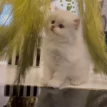 British Longhair Yavrularim