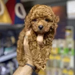 Toy Poodle Bebeklerimiz
