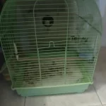 Takım Muhabbet Kuşu Yumurtlamaya Yakın