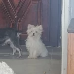 Tatlış Yorkshire Terrier Bebek
