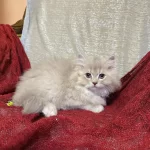 Sütten Kesilen Safkan British Longhair Bebekler