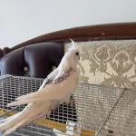 2,5 Aylık Zincir Desen Sultan Papağanı