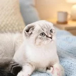 Scottish Fold Silver Lynx Point Dişi