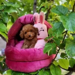 Ruhsatli Köpek Çiftliğinden Toypoodle Yavrularımız