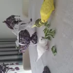 2.5 Aylık Yavru Kendi Üretimim Kuşlar