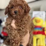 Ankaranın En Kaliteli Minyatür Poodle Yavruları