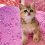 Black Golden Safkan Güzel Gözlü Tatlı Kız Kedimiz