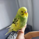 Dişi Jumbo Kırması Yavru Muhabbet Kuşu