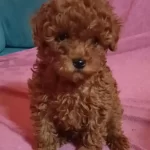 Anne Altından Uygun Orjinal Poodle Bebekler