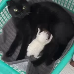 Ücretsiz Sahiplendirme Siyah Scottish Fold