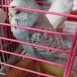 Kizişmiş Sağlikli Dişi Jumbo Dişi Muhabbet Kuşu