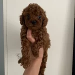 Toy Poodle Canlar Ev Üretimi