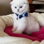 Scottish Fold Erkek Yavrumuza Yuva (uyguna)