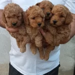 Full Garanti Orjinal Poodle