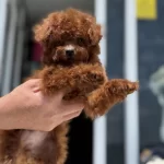 Yasal Ruhsatlı Çiftlikden Ziyarete Açık Kore Toy Poodle