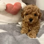 Toy Poodle Kayısı Renk Bebiş