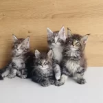 Değerini Bilene Xxl Maine Coon Bebeklerim