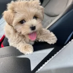 Kore Maltipoo Teacup