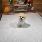 Orjinal Pomeranian Boo Yavruları