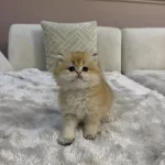 Ny11 Yavru British Longhair