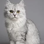 British Longhair Kedisi