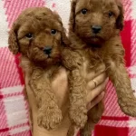 Toypoodle Yavrularımız