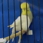 Üst Vasif Gri Sari Yüz Sp Şhow Jumbo Erkek Kuşumuz