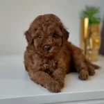 Toy Poodle Yavru Köpekler