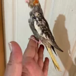 40 Günlük El Besleme Bebek Sultan Papağani
