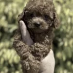 Toy Poodle Köpeğimiz