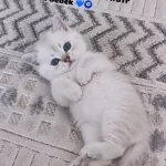 55 Günlük Erkek British Shorthair