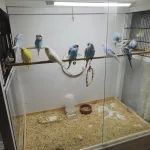 Jumbo Muhabbet Kuşu Çok İyi 1 Aylık Yavrular