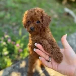 Efsane Toy Poodle Yavrulari