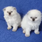 Scottish Fold Losgheyr Yavrular Teslime Hazirdir