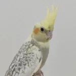 3 Adet Yavru Sultan Papağanı