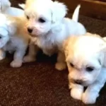 Ev Doğumu Maltese Bebekler
