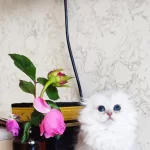 Scottish Fold Prenses