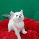 Blue Point British Shorthair Yavrumuz