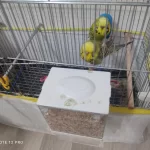 Jumbo Şov Muhabbet Takım Komple Kafesiyle Beraber